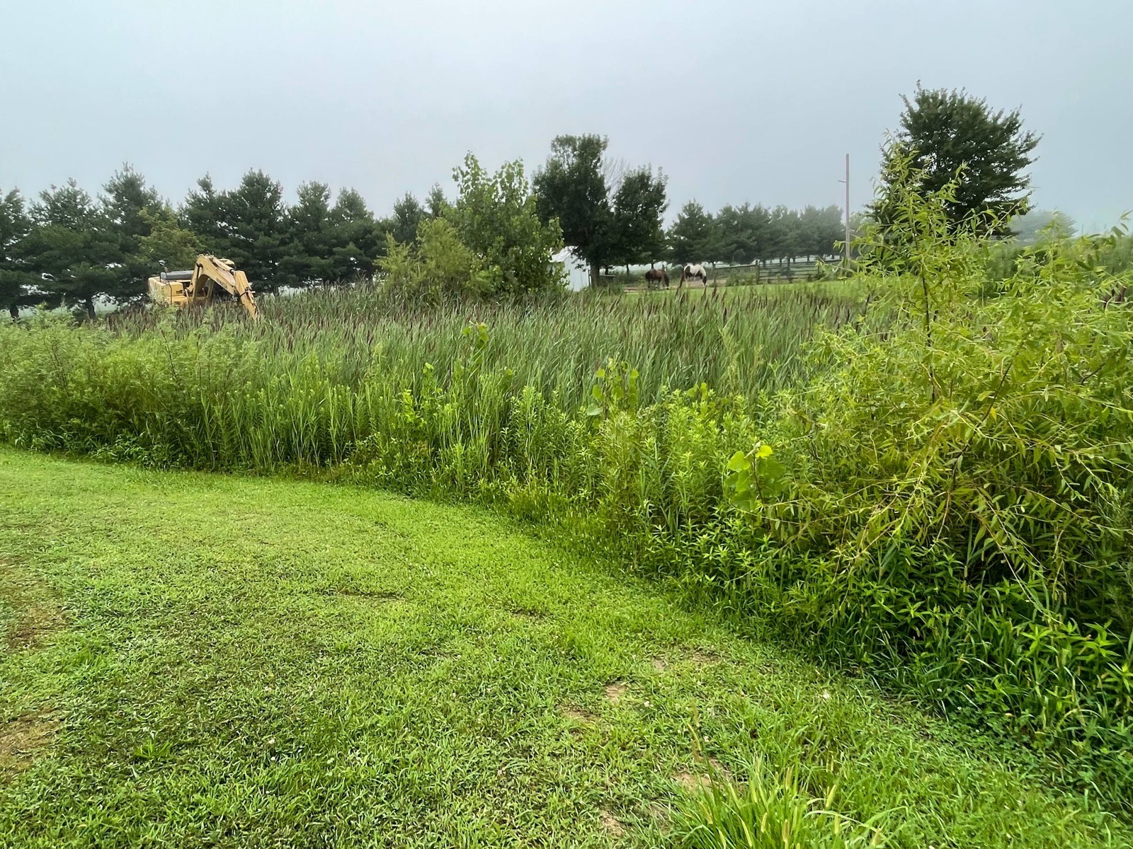 Before — cattail-choked farm pond grown shut, excavator staged on the bank near Urbana, central Illinois — Brohez Trucking LLC