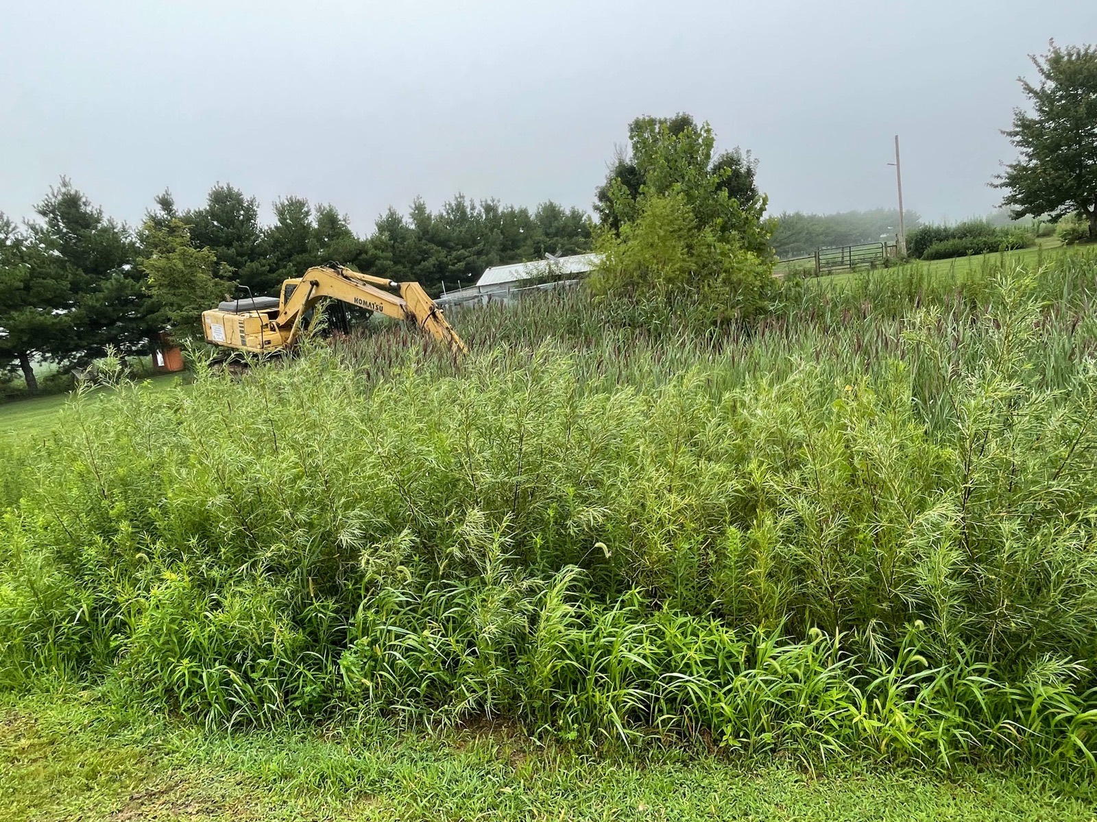Before — overgrown pond bank with willows and cattails taking over the water, central Illinois — Brohez Trucking LLC